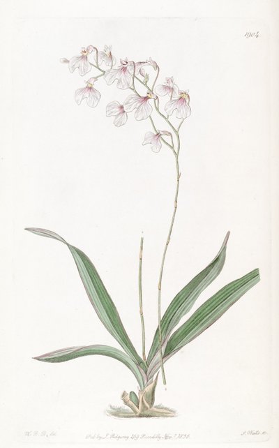 Ionopsis utricularioides de W.B.B.